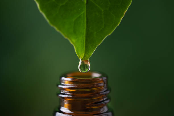 The Power of Essential Oils: Unlocking Nature’s Best Kept Secrets